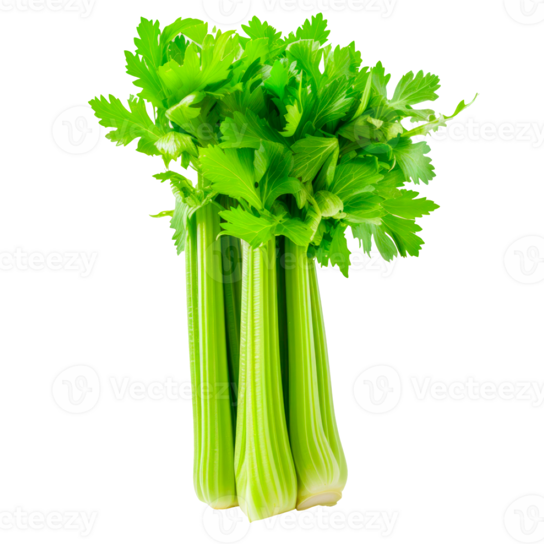 FRESH CELERY